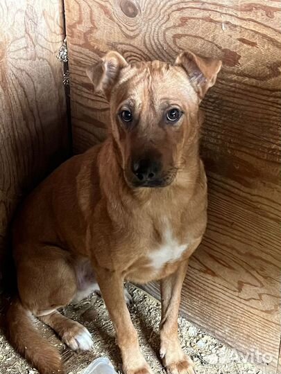 Малыш Тибет в добрые руки