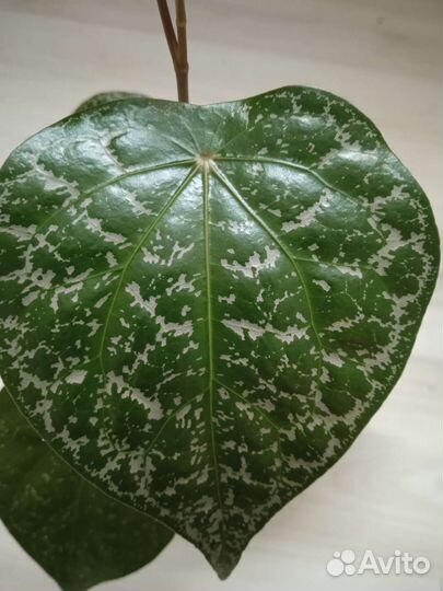 Перец орнатум, шафранный