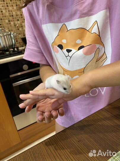 Джунгарский хомячок