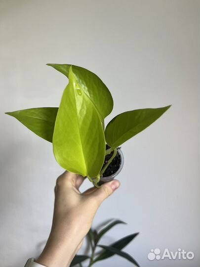 Сциндапсус, Эпипремнум 9 сортов