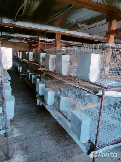 Клетки для кроликов бу