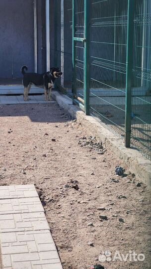 Добрая собака из приюта в добрые руки