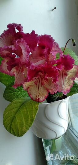 Стрептокарпус