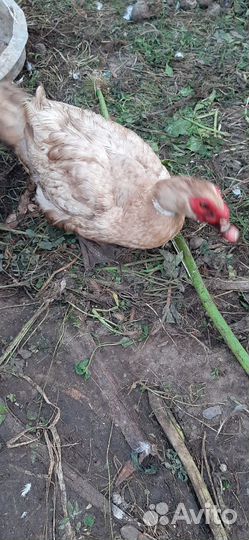 Мускусные утята тяжелой линии