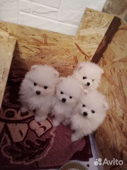 Померанский шпиц белый, черный, рыжий