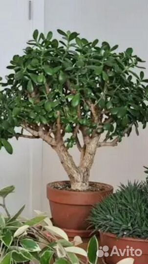 Красивая Крассула Каланхое Бегония Фиалка