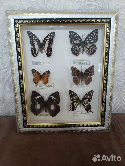 Картина бабочки под стелком