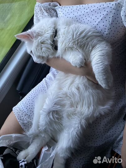 Кот мейн-кун вязка