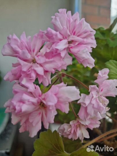 Сортовые Пелларгонии