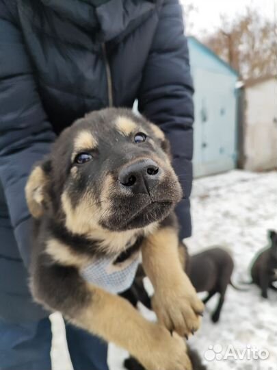 Щенки в добрые руки