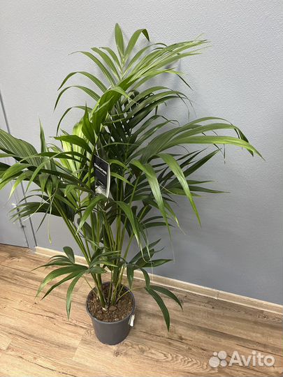 Пальма Ховея H 138 см