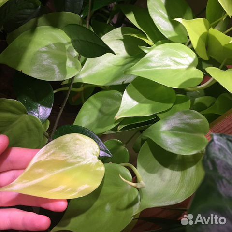 Эпипремнумы, сциндапсусы, филодендроны, монстеры