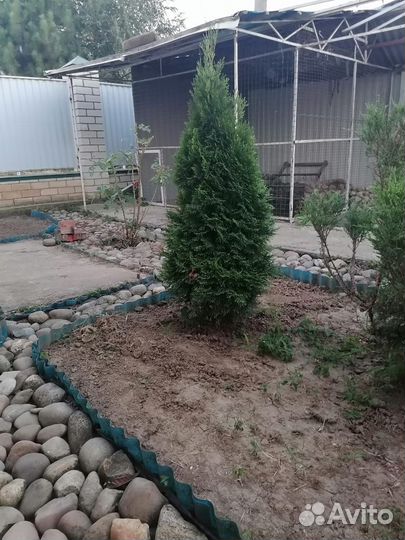 Разные саженцы