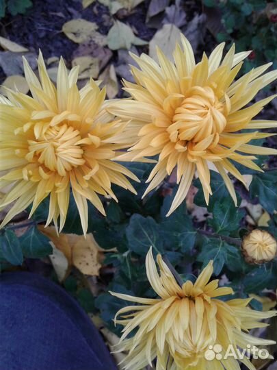 Многолетние цветы, хризантемы корейские