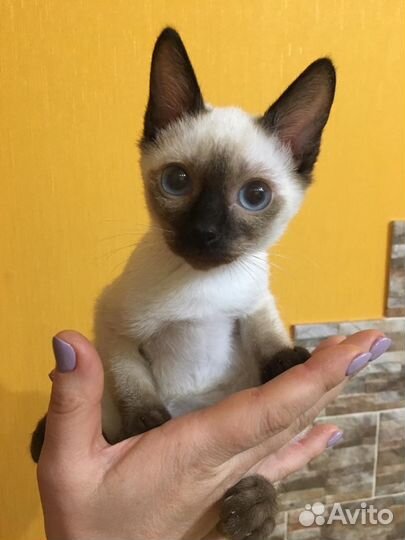 Мальчик той боб