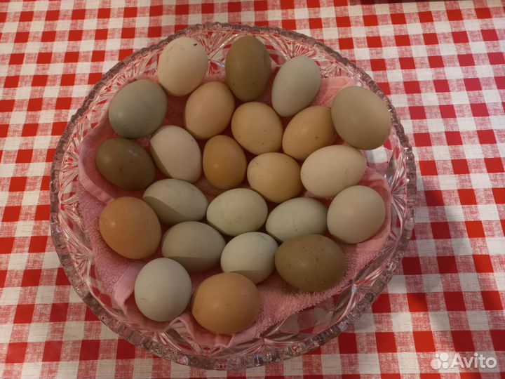 Инкубационное яйцо кур