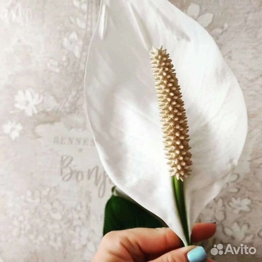 Комнатные цветы Спатифилум