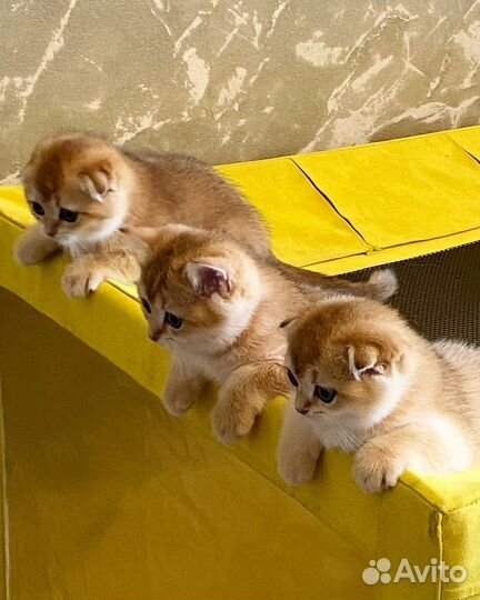 Шотландские прямоухие котята