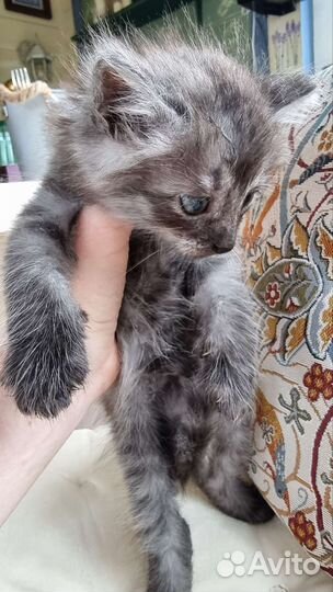 Котята в добрые руки бесплатно