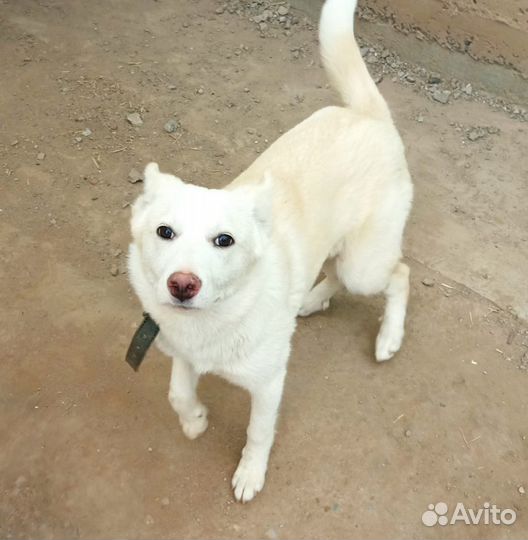 Собака в добрые руки отдам бесплатно