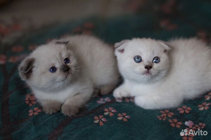 Шотландские котята