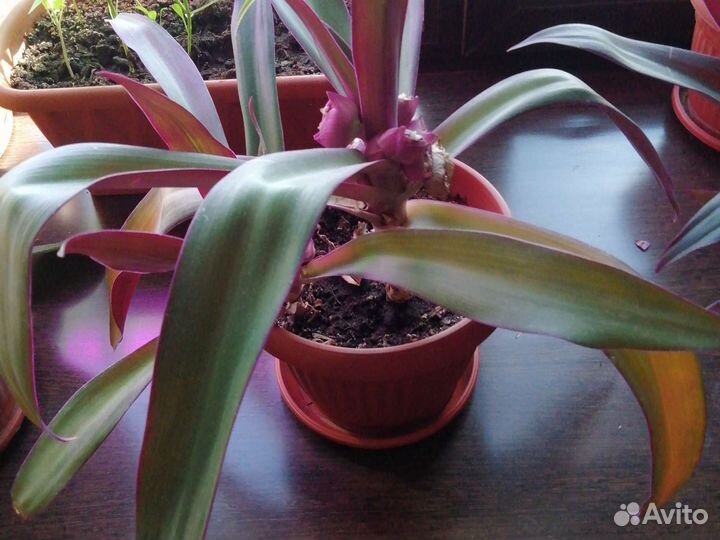 Традесканция рео