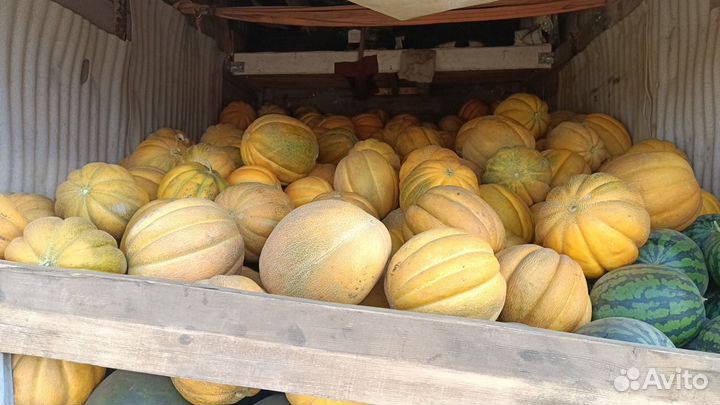 Арбуз оптом