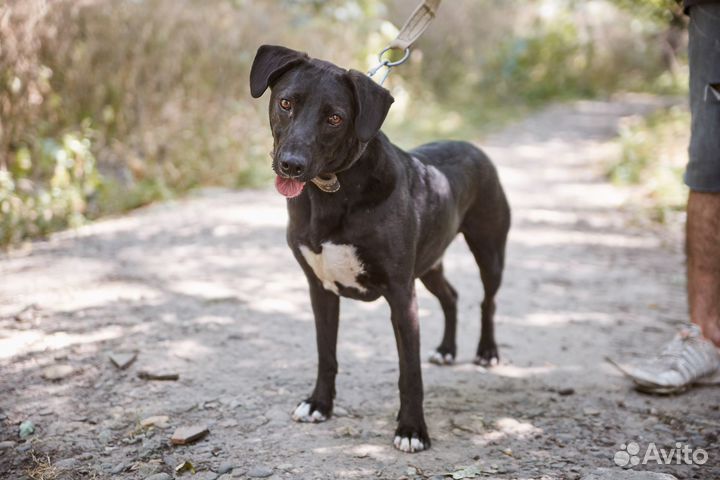 В добрые руки весёлый пёс Черныш