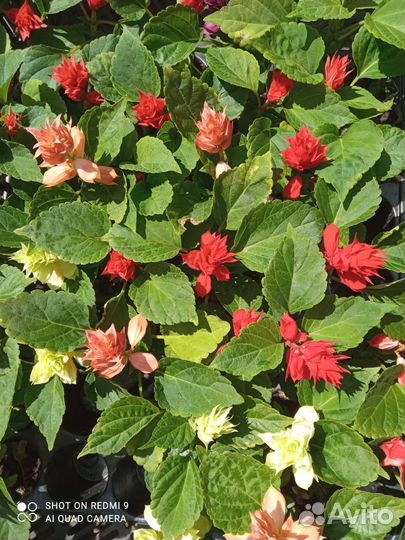 Рассада цветов