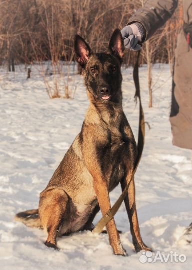 Собака малинуа