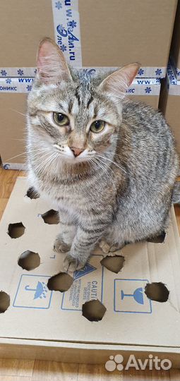 Кошечки ищут дом