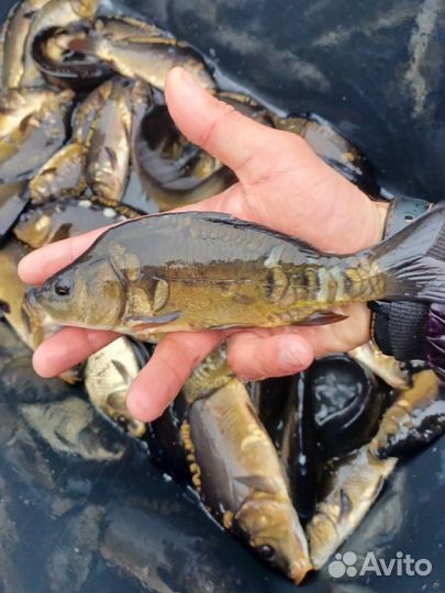 Малек Карпа