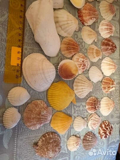 Ракушки морские средние и мелкие