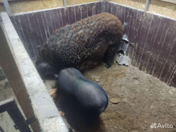 Кармалы (вьетнамский вислобрихий + мангалица)