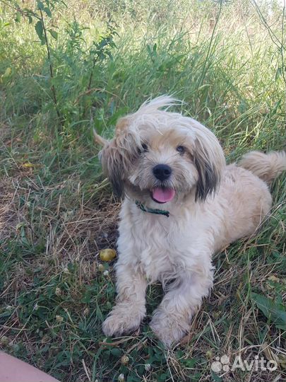 Маленький песик в добрые руки