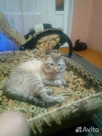 Британский веслоухий
