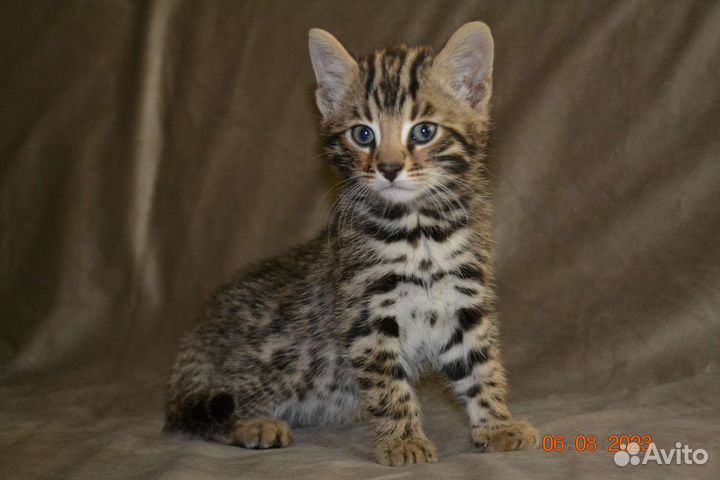 Гибрид мальчик Ф1 от длк и бенгальской кошки