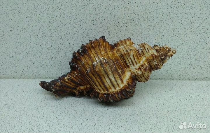 Чикореус Торрефактус 11,7 ракушка раковина
