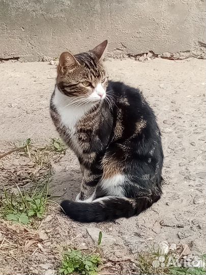 Бразик - мраморный котик