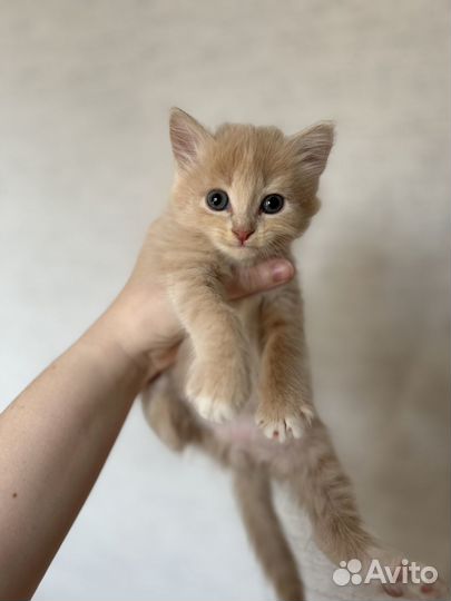 Котята бесплатно