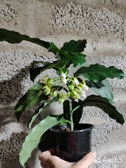 Хойя мультифлора