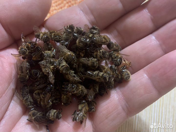 Зимний пчелиный подмор