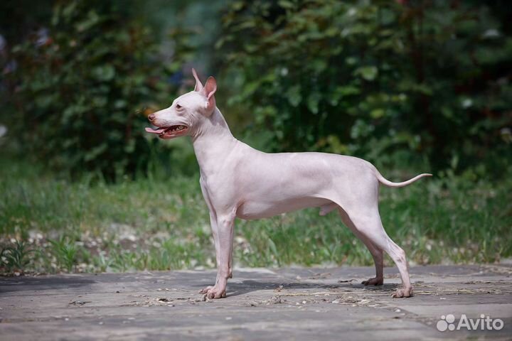 Вязка. Американский голый терьер