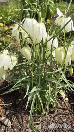 Рассада помидор и перцев,огурцов,клубники