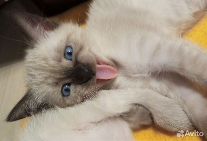 Тайские котята