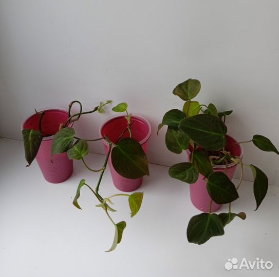 Комнатные растения