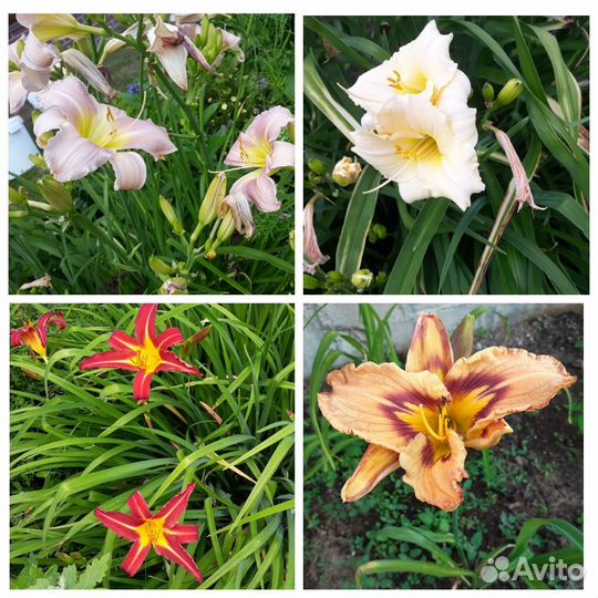 Садовые цветы и растения