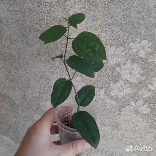 Клеродендрум томпсон