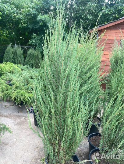 Можжевельник Блю Эрроу С3