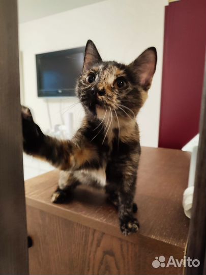 Котенок в добрые руки